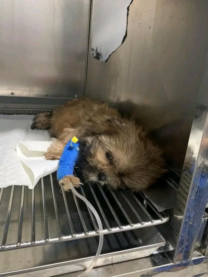 NEED HELP FOR THIS DOG