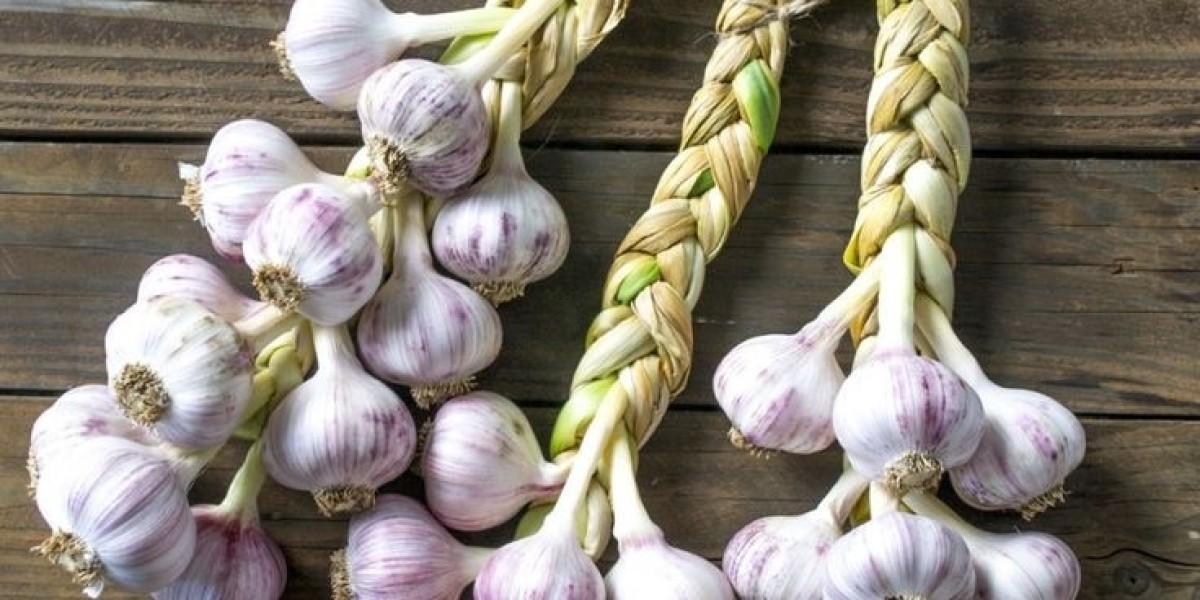 "Garlic: Culinary Marvel and Health Controversy"
