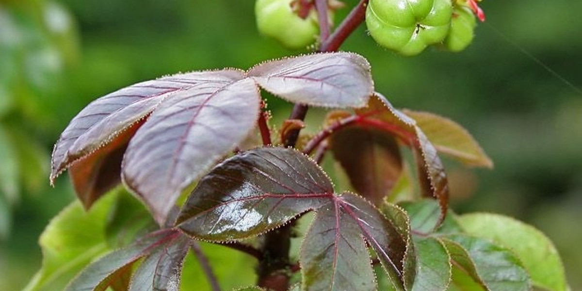 Title: The Versatile Jatropha Leaf: A Green Wonder