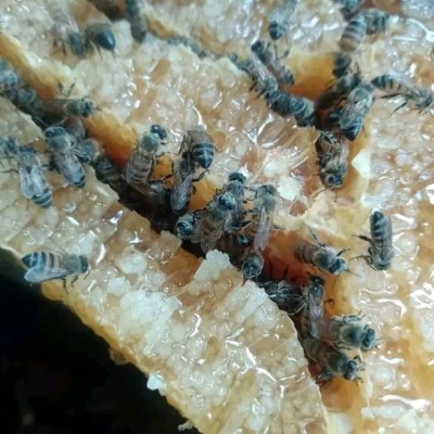 Miel pura de abeja Profile Picture