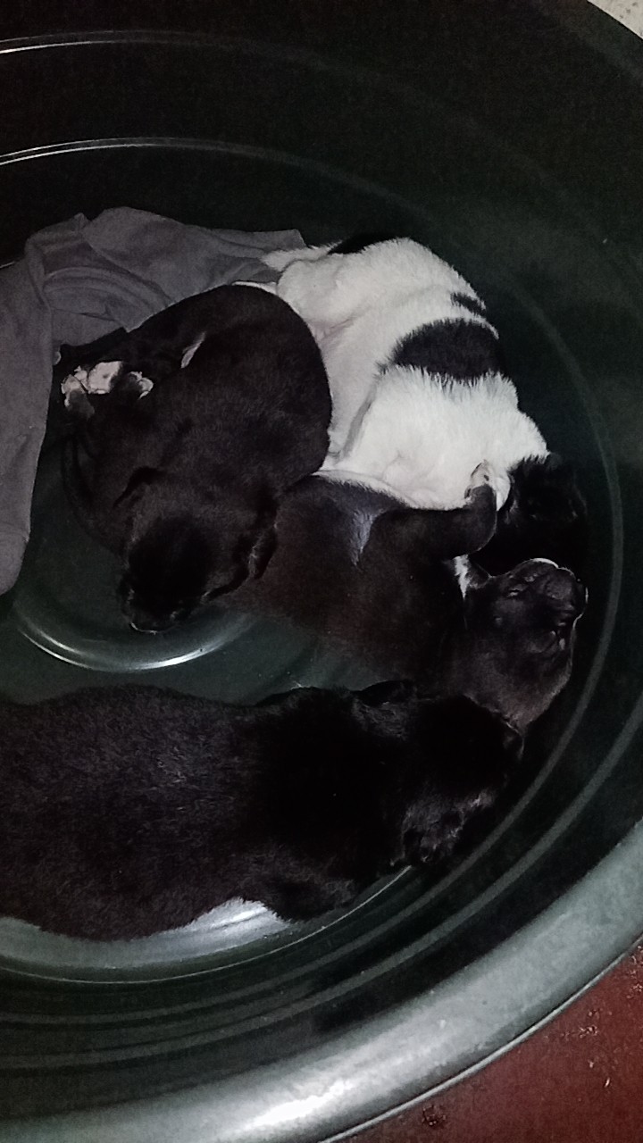 HELP ME RAISE THESE PUPS