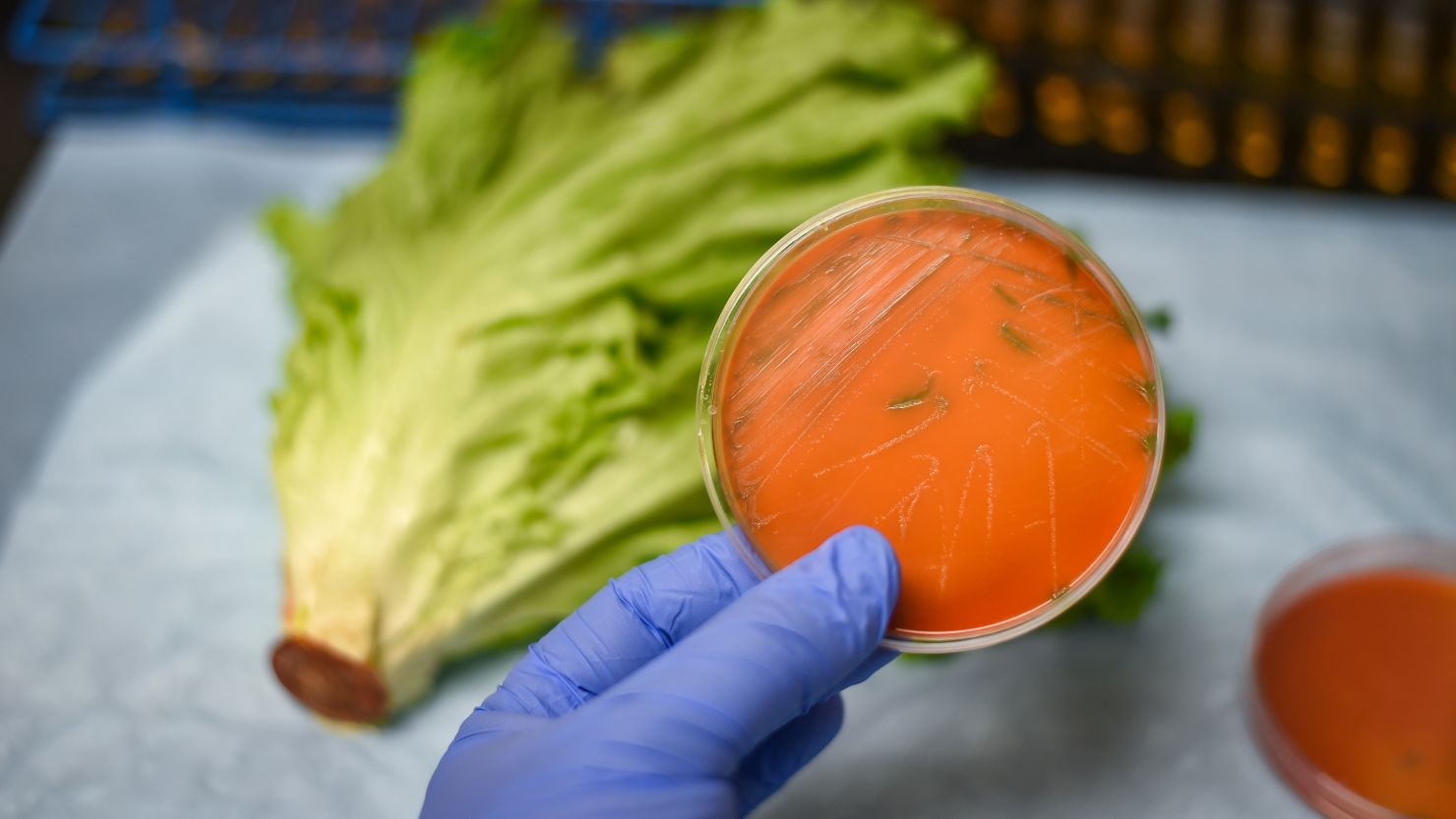 Deadly Listeria Outbreak in 10 States: What You Need to Know - Adela Journal - News from around the World