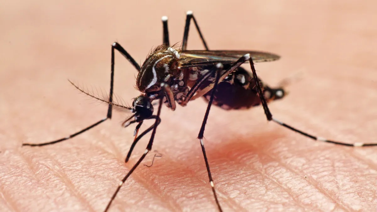 Deadly Mosquito Virus Outbreak Shakes Massachusetts: 5 Critical Things You Need to Know - Adela Journal - News from around the World