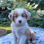 Mini Aussie Made in Superior